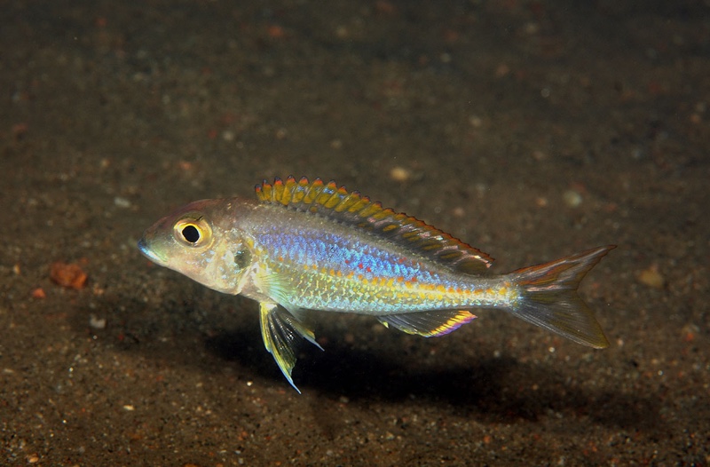 Callochromis pleurospilus 'Magambo'